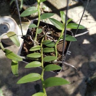 Phi Điệp ( Giã Hạc ) Hồng Xước cây ki 52 ( 2-3 cây/chậu)