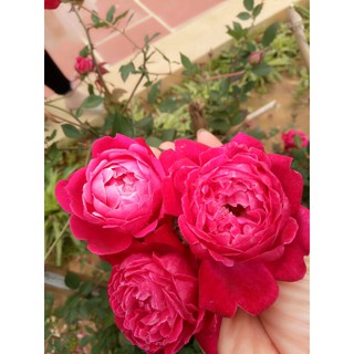 Nước hoa hồng dưỡng da