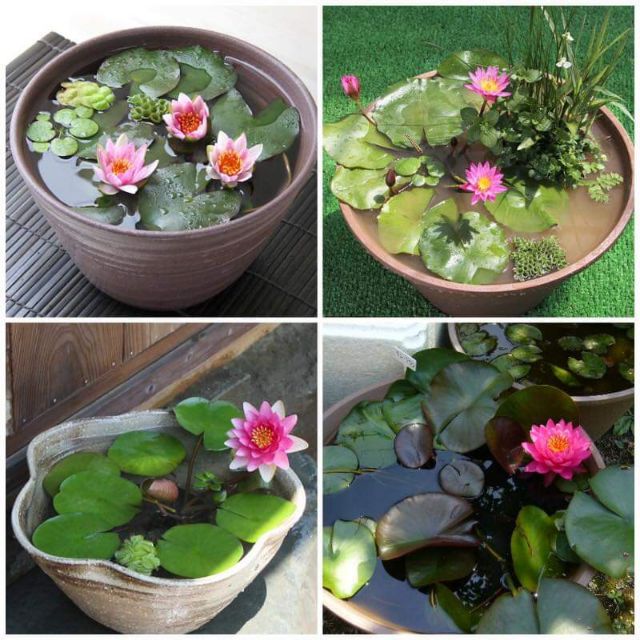 4 củ hoa súng các màu. củ mini siêu nhỏ