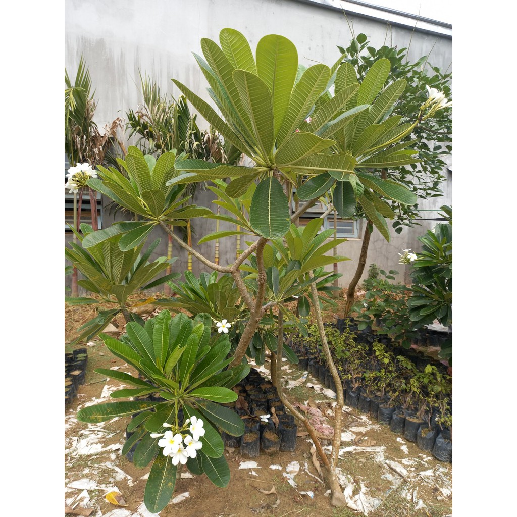 Cây hoa sứ, bông hoa sứ trắng, vàng