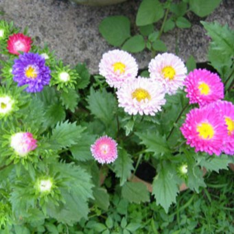 Hạt giống hoa cúc magic - cúc thúy màu 100 hạt