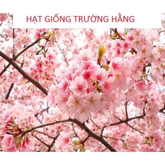 Hạt giống Hoa Anh Đào Nhật Bản Gói 5 hạt