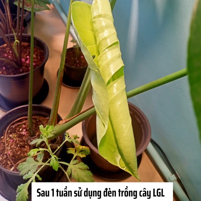 Đèn Quang Hợp Spotlight LGL 20W, Đèn Trồng Cây, Ánh Sáng Nắng Sơm Giúp Ra Ở Chồi Kiểng Lá & Ra Mầm Ở Cây Hoa, Sen Đá
