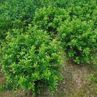 Cây hoa ngâu - CHN