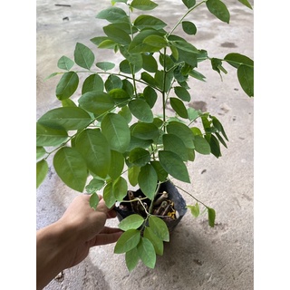 Cây rau ngót trồng bịch đen cao 20-25cm nhiều ngọn sum suê lá xanh đẹp thích hợp làm cây rau ăn lá