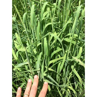 Hạt giống cỏ Timothy