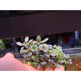 Cây Bucep dạng thanh