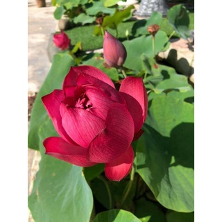 Củ sen giống đỏ mini