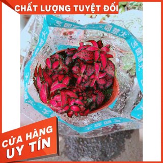 Lá cẩm nhung Nhiều Người Mua