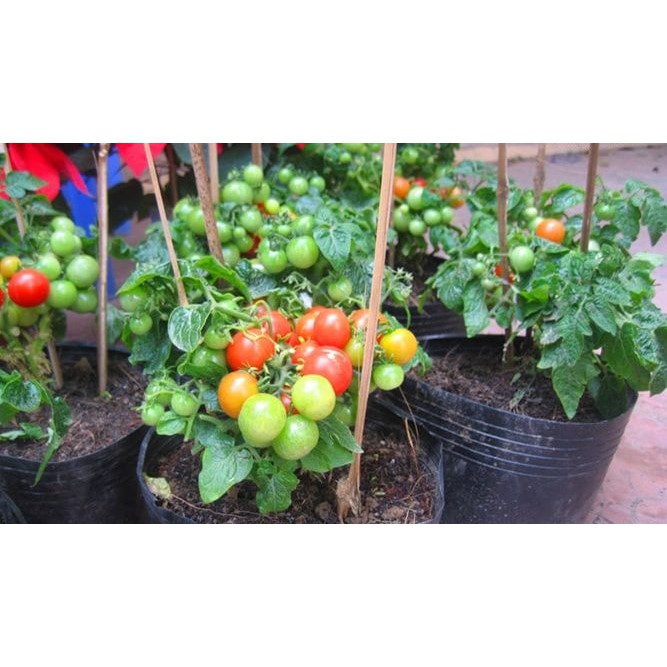 Hạt giống Cà Chua cherry lùn quả vàng 30 hạt