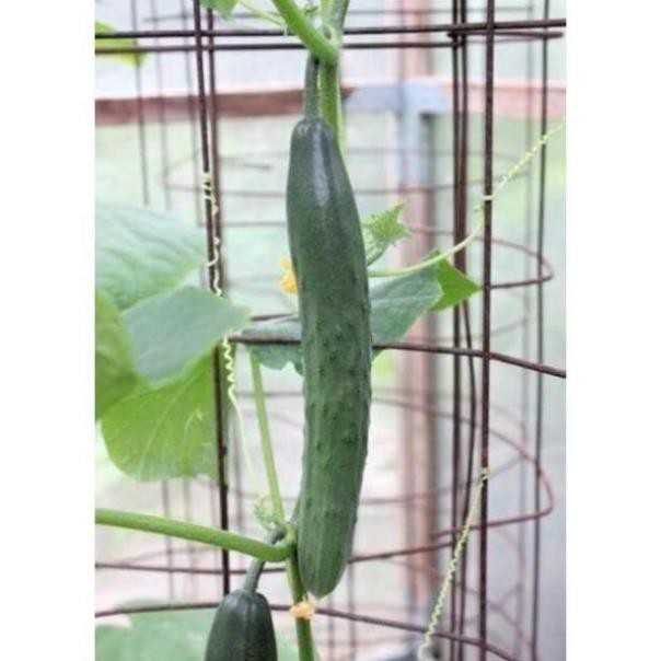 Hạt giống dưa chuột kiếm nhật🥒Đài Loan🥒 Dưa léo kiếm nhật dễ trồng sai quả(Nhập nguyên gói bao bì Đài Loan)