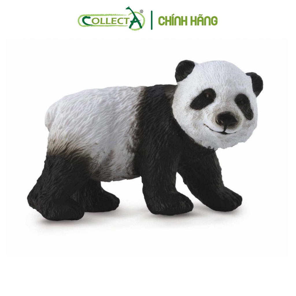 Đồ chơi mô hình động vật CollectA Gấu Trúc con - Giant Panda Cub - Standing