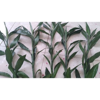 cành phát lộc chơi Tết