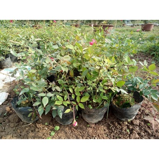 Cây hoa Hồng cổ Huế( cây giống)