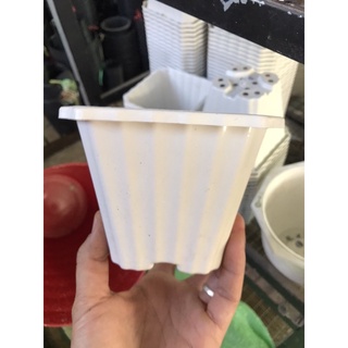 Chậu nhựa vuông 12x10 cứng cáp