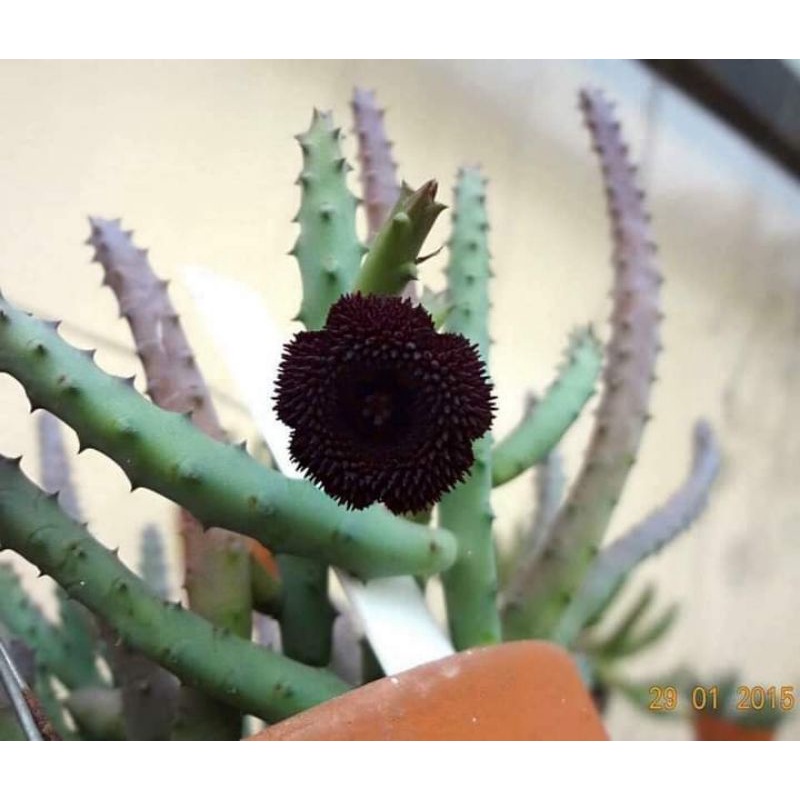 Cây sao biển combo 2 loại