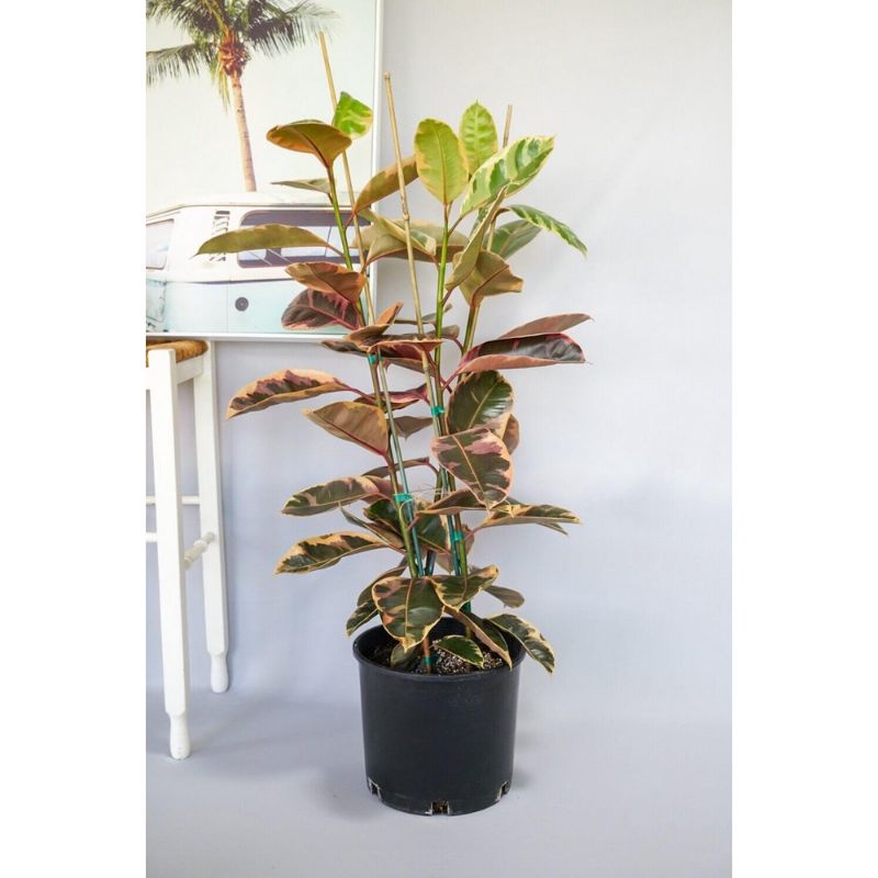 Cây Ficus Tineke Ruby (Cây Đa Cẩm Thạch Ruby) chậu đất nung size nhỏ