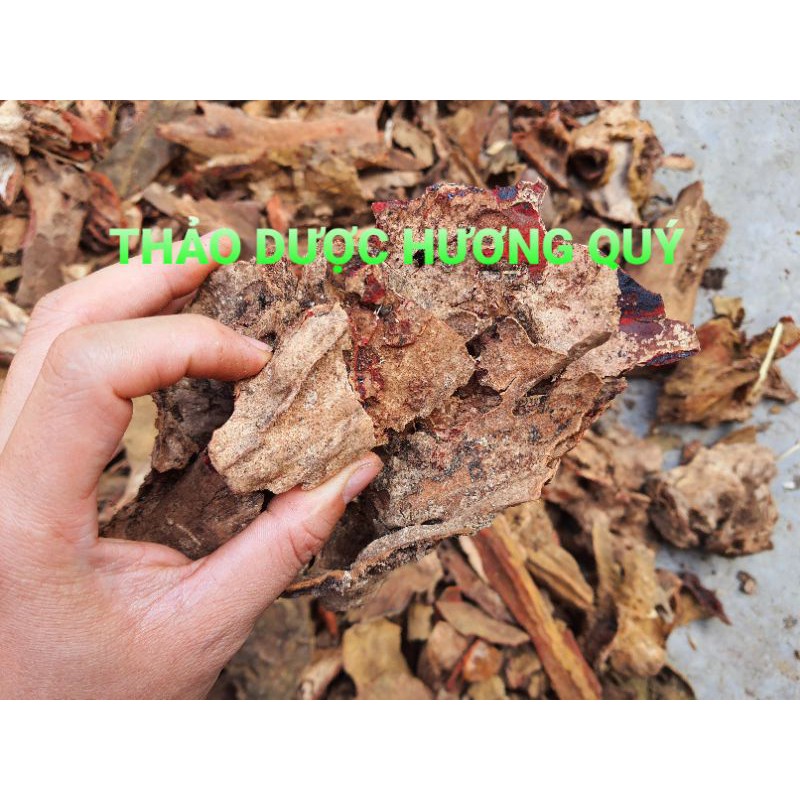 (ẢNH THẬT) HUYẾT GIÁC NGUYÊN BẢN (500 GRAM)