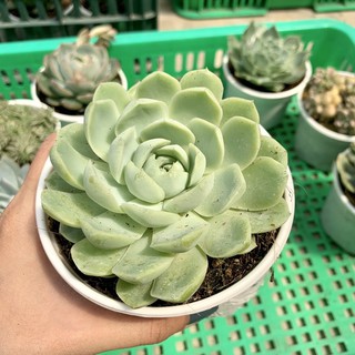 SEN ĐÁ BÉ TUYẾT TO 10cm