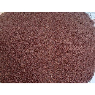 Hạt giống cây bạch đàn đỏ - 50gram - STHG2