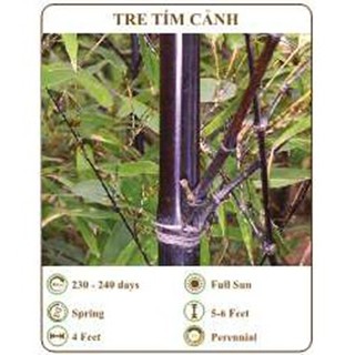 Hạt giống tre tím cảnh