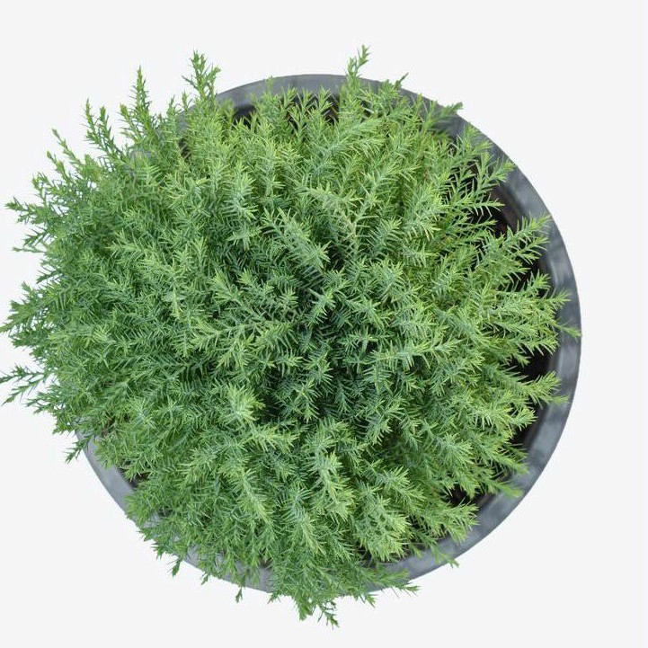 Cây tùng bồng lai - cây phong thủy trồng bonsai | BigBuy360 - bigbuy360.vn