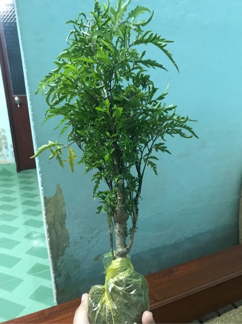 Cây đinh lăng giống Thái- lá có răng cưa