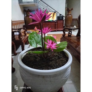 củ hoa súng cạn(2củ)
