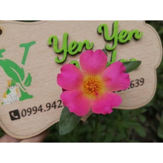 cành hoa 10h sam
