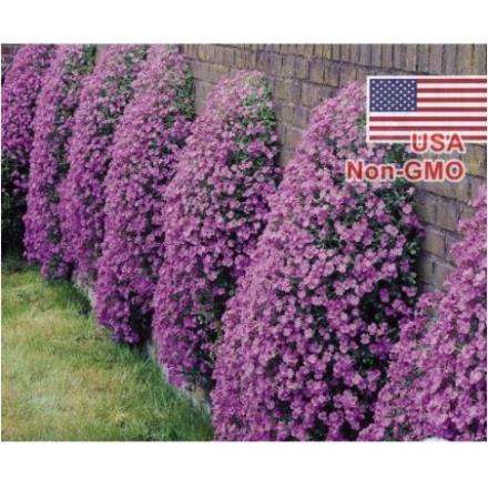 50h Hạt Giống Hoa Leo Đá Lâu Năm Chịu Hạn Aubrieta