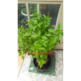 hạt giống rau thơm sả(é trắng)