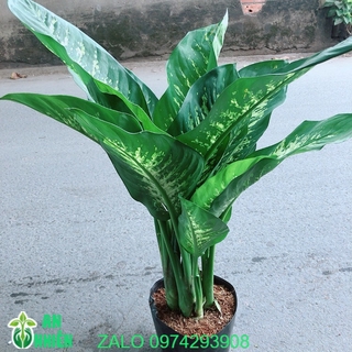 Cây Vạn Niên Thanh Size Lớn Cao 80cm Rộng 50cm