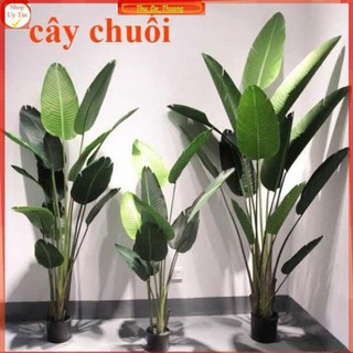 cây chuối giả cảnh ( tặng chậu nhựa kèm giỏ cói)