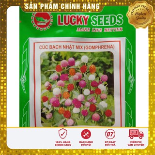Bộ gói hạt giống Cúc bách nhật