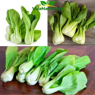 Hạt Giống Cải Thìa Năng Suất Cao, Dễ Trồng 20gr