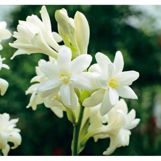 Set 25 củ huệ ta kép