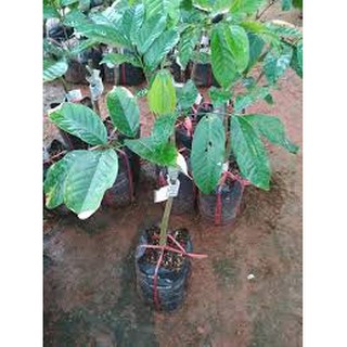 cây giống BÒN BON siêu sai quả -  Cây giống F1