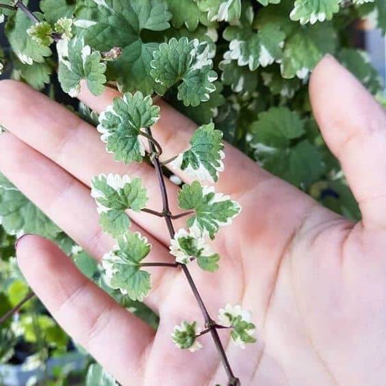 Cây Centella asiatica White Lady (Tích Tuyết Thảo Cẩm Thạch) chậu nhựa