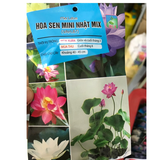 Hạt giống sen mini Nhật