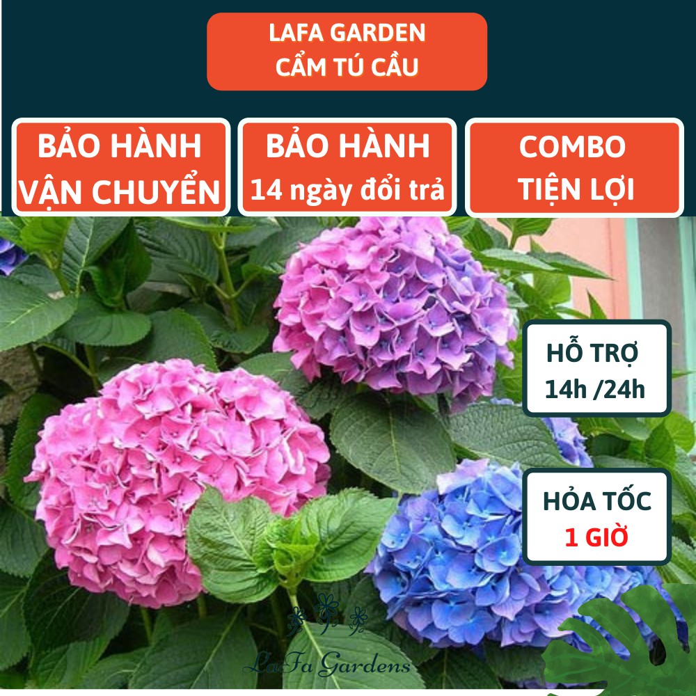 Cây cẩm tú cầu Nhật, kích thước ( 35-50cm) có bầu đất khỏe mạnh, giống chịu nhiệt ra hoa đẹp, sản xuất Lafa Garden