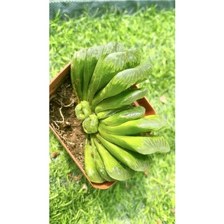 Sen Đá Haworthia Truncata
