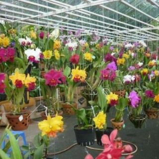 Cattleya cây giống
