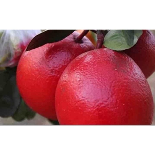 Bưởi đỏ tiến vua
