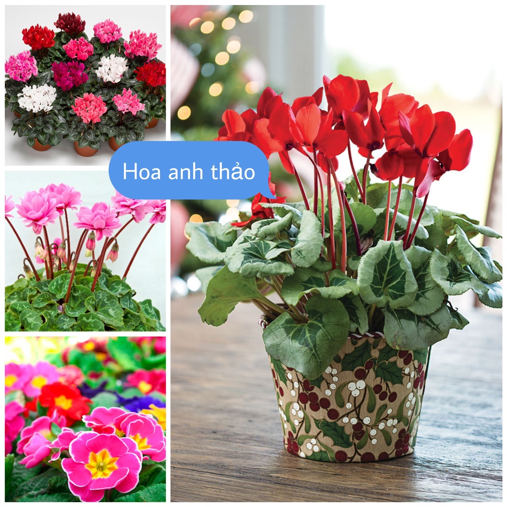 Hạt Giống Hoa Anh Thảo F1 Loại mix màu dễ trồng hoa nở đẹp chống sâu bệnh