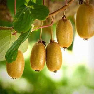 Hạt giống cây KIWI