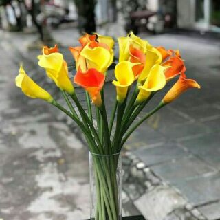 HOA RUM CAO SU TRANG TRÍ