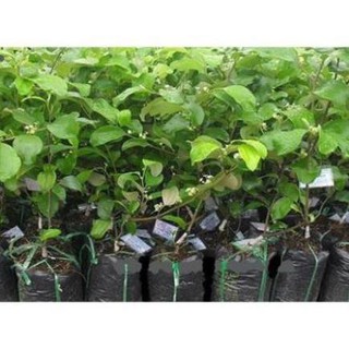 Cây Giống Táo Thái Lan