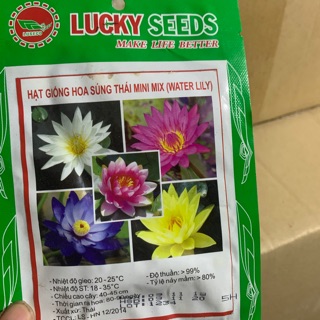 Hạt hoa súng thái mini