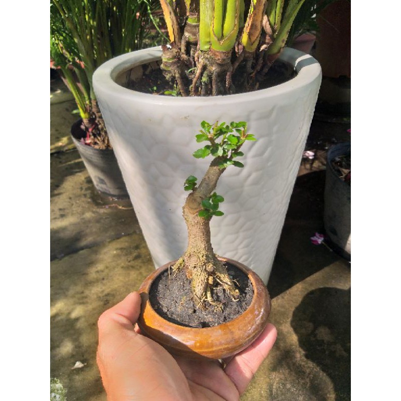 Cây Sam hương bonsai để bàn