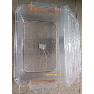 Hộp nhựa nuôi ốc mượn hồn. Ốc mượn hồn Biên Hòa